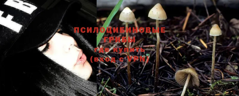 Галлюциногенные грибы Cubensis Кстово